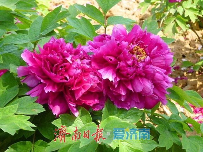 春日暖阳，带你奔赴浪漫花约，济南市特色林果赏花攻略来啦→