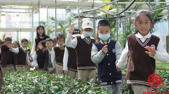 山师附小一年级学生踏青采茶 共赴一场茶文化研学之旅 