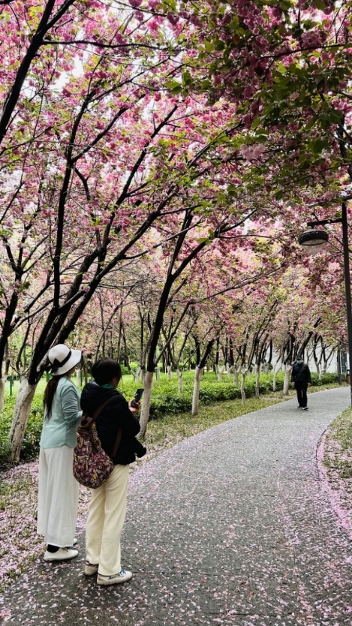 繁花盛邀，不负春光！2024济南花朝节特色活动出炉