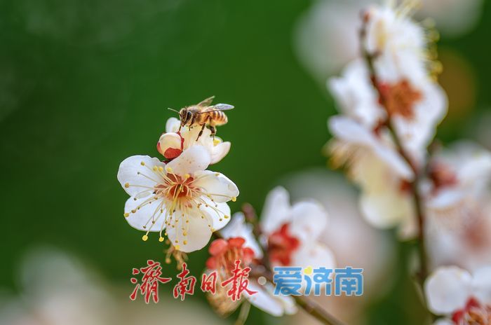 万株梅花次第开，红叶谷第18届梅花节诗意启幕