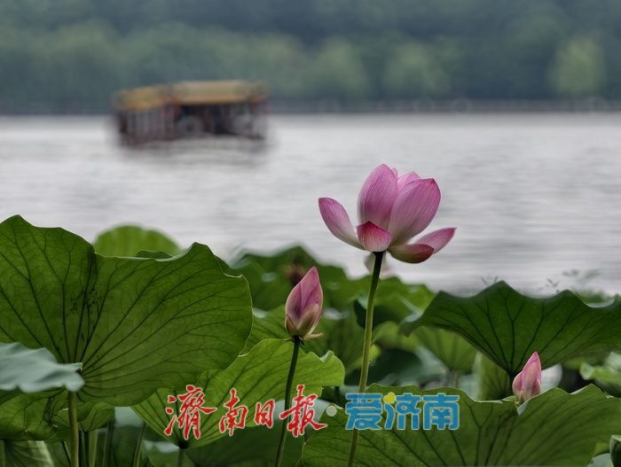 一年四季 泉在济南丨荷风送香醉游人 大明湖赏荷热度持续走高