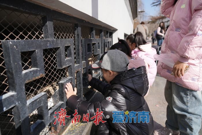 春风和煦，市民欢“鸽”笑语度周末