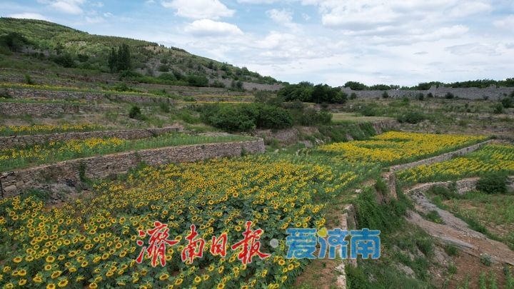 一年四季 泉在济南丨千年雄关花海盛放，古长城焕发新生机