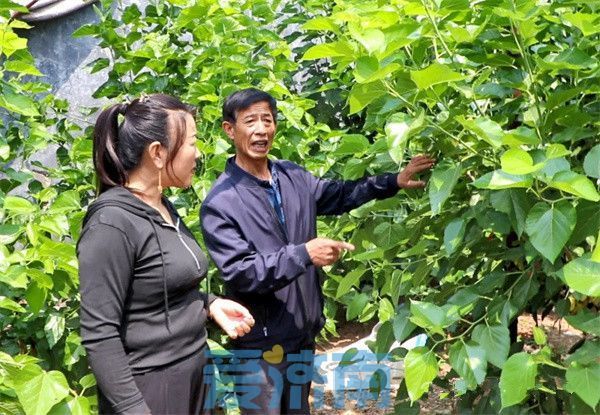 平阴夏日“葚”是美好！赴一场吃到满嘴紫红色的甜蜜之约