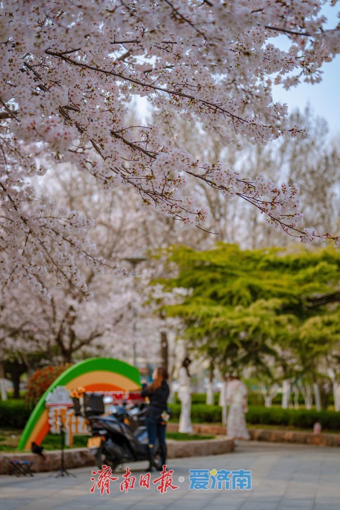 济南滨湖广场樱花盛放 春日浪漫氛围感拉满