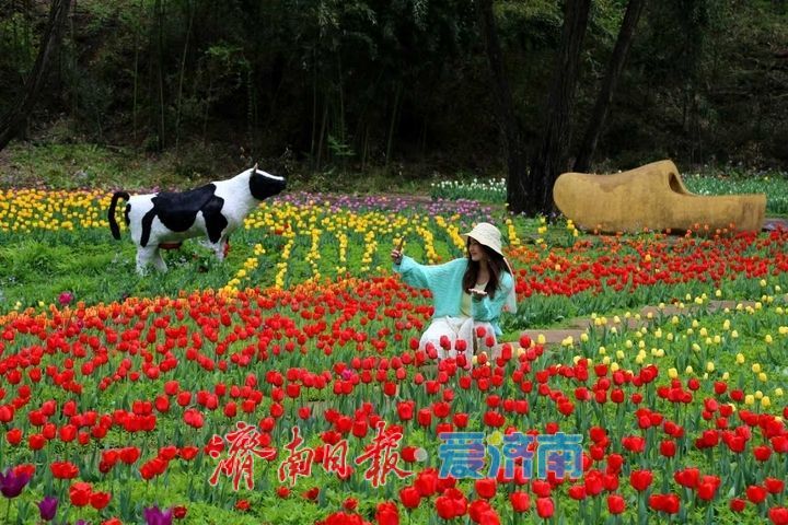 泉城春正好，红叶谷郁金香醉游人