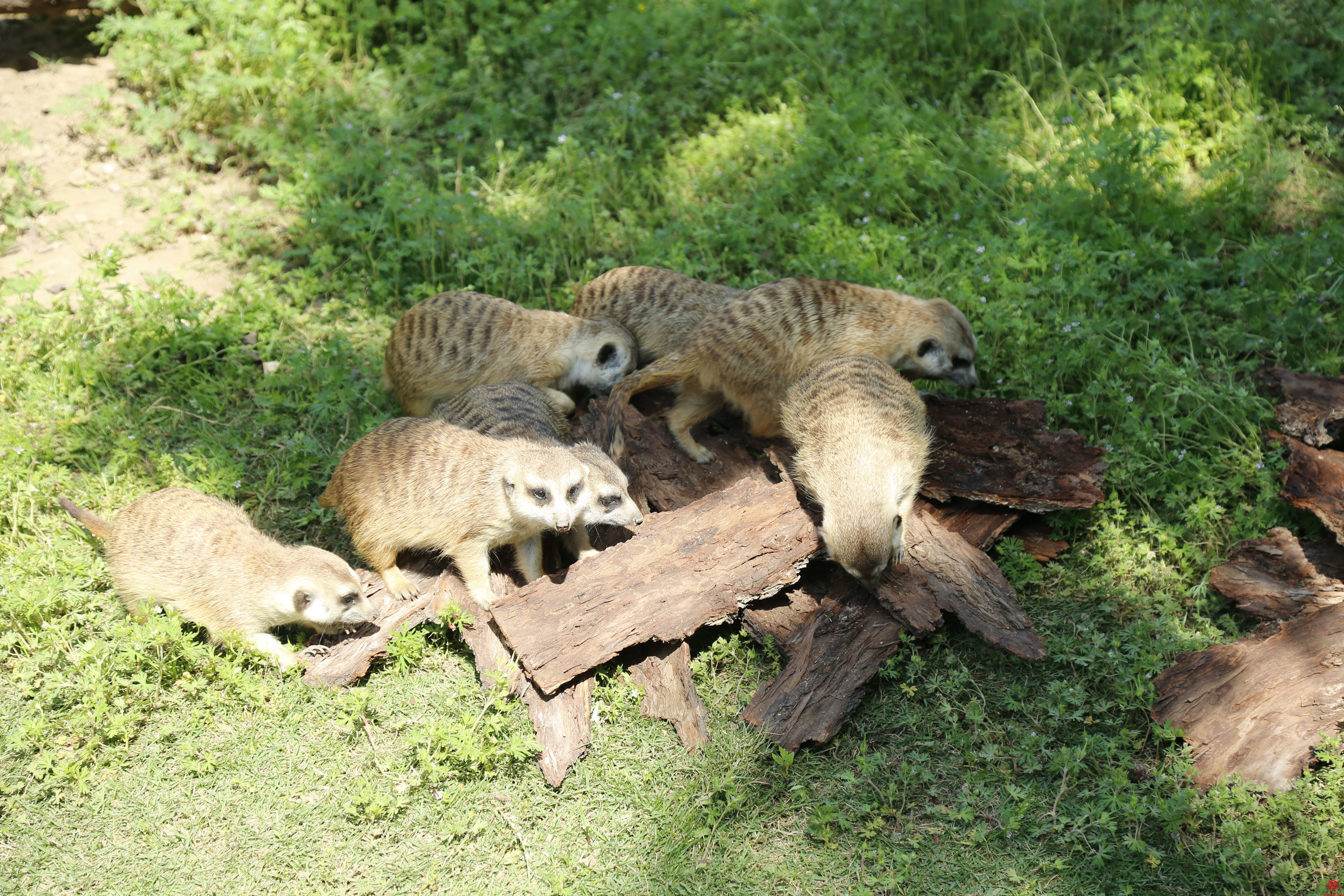 济南动物园：丰容创造宜居环境 守护动物身心健康