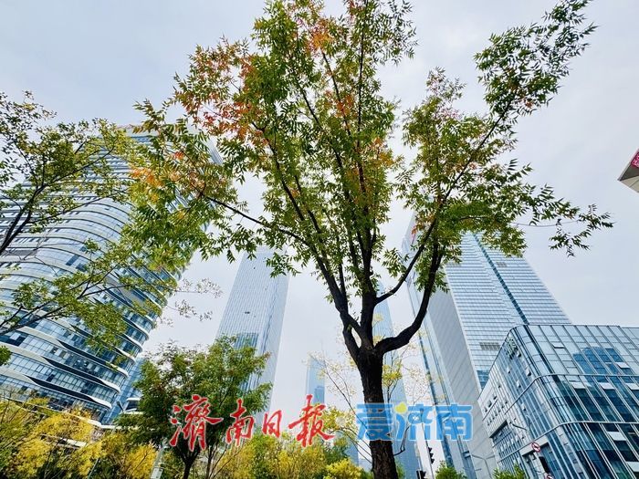秋染绸带公园 城市绿廊绘就秋日画卷