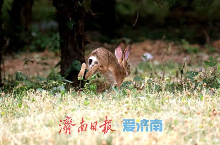 济南公园这道“棕色闪电”，没你想得那么简单！