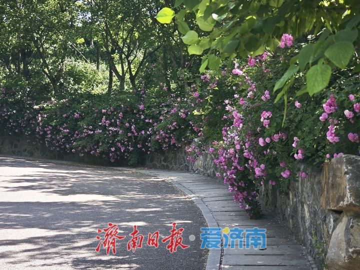 泉城初夏赏佳处，将山蔷薇醉游人 