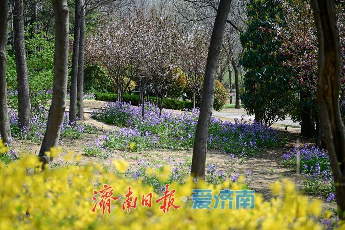一年四季 泉在济南丨泉城春色浓 森林公园变身“春日调色盘”