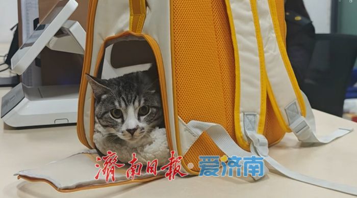 从700余只“毛孩子”看济南西站的另一重身份