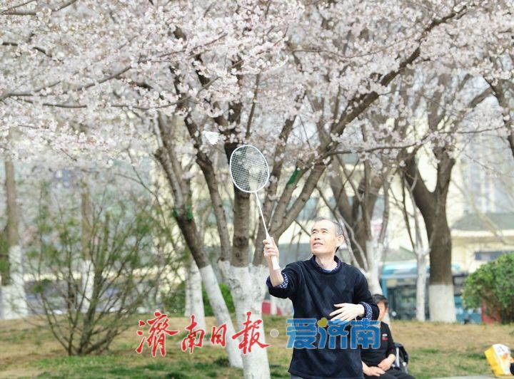 一年四季 泉在济南丨繁花似雪，“樱”你而美