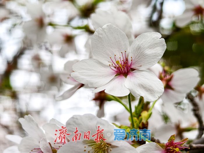 樱花盛放扮靓城市河畔 春日画卷引客来