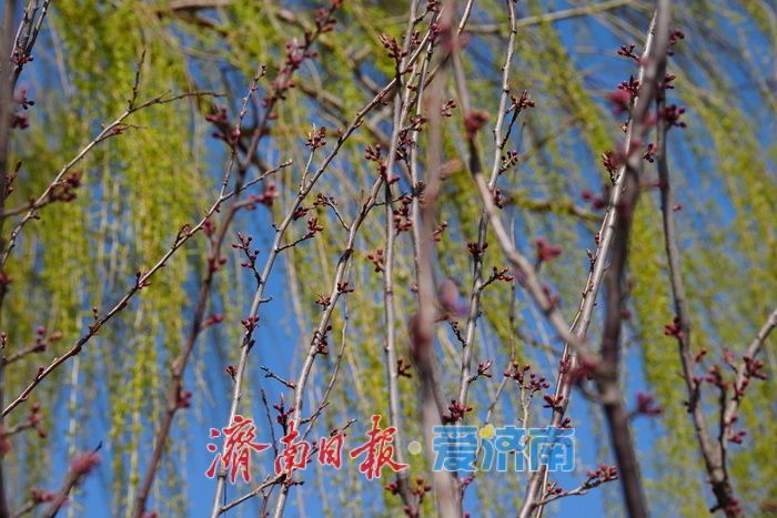 春满泉城绿意浓 玉符河畔踏青忙