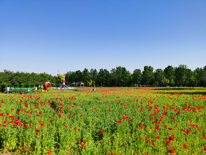 新晋打卡地！济南鲜花港万平花海美到炸