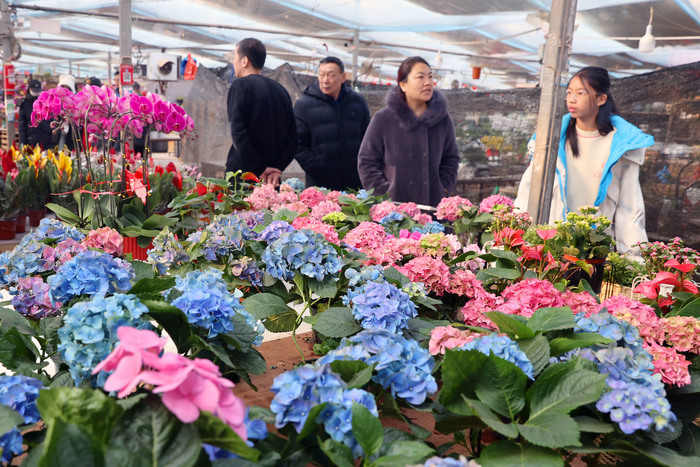 生活䲜䲜！年宵花市正红火，姹紫嫣红迎新春