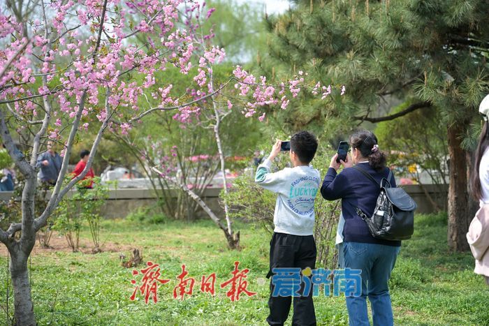 花朝荟引客来，泉城公园赏花热