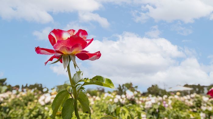 白岩松点赞“热血家庭”：三十六年从未间断一家四口挽臂成林