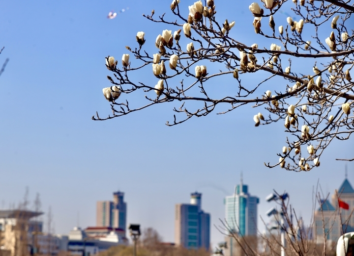 三月春暖 玉兰花开