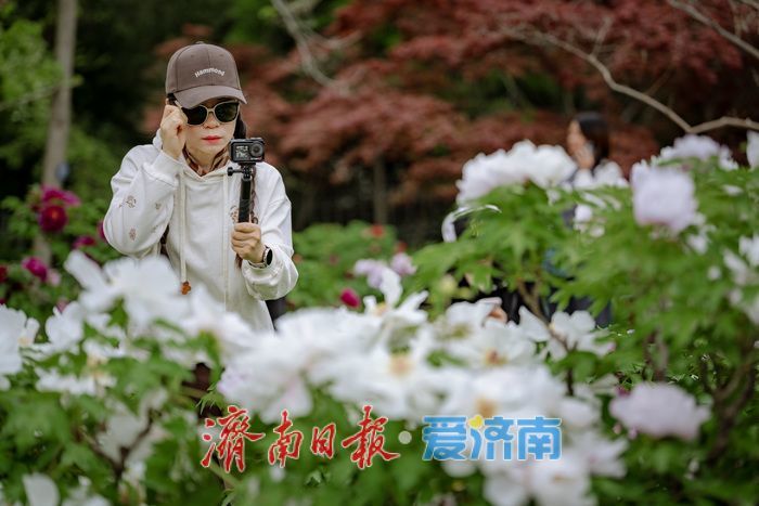 济南泉城公园牡丹芍药盛放，市民共赏春日盛景