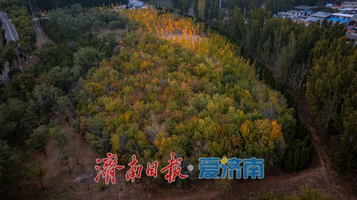 一年四季 泉在济南丨济南小清河源头湿地公园:秋色斑斓,湿地生态绘就自然之美