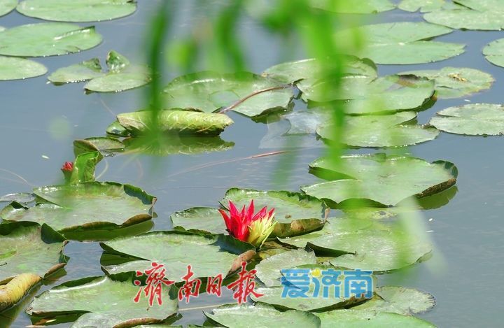一年四季 泉在济南｜“双色莲”现身济南大明湖，游客直呼“好运莲莲”