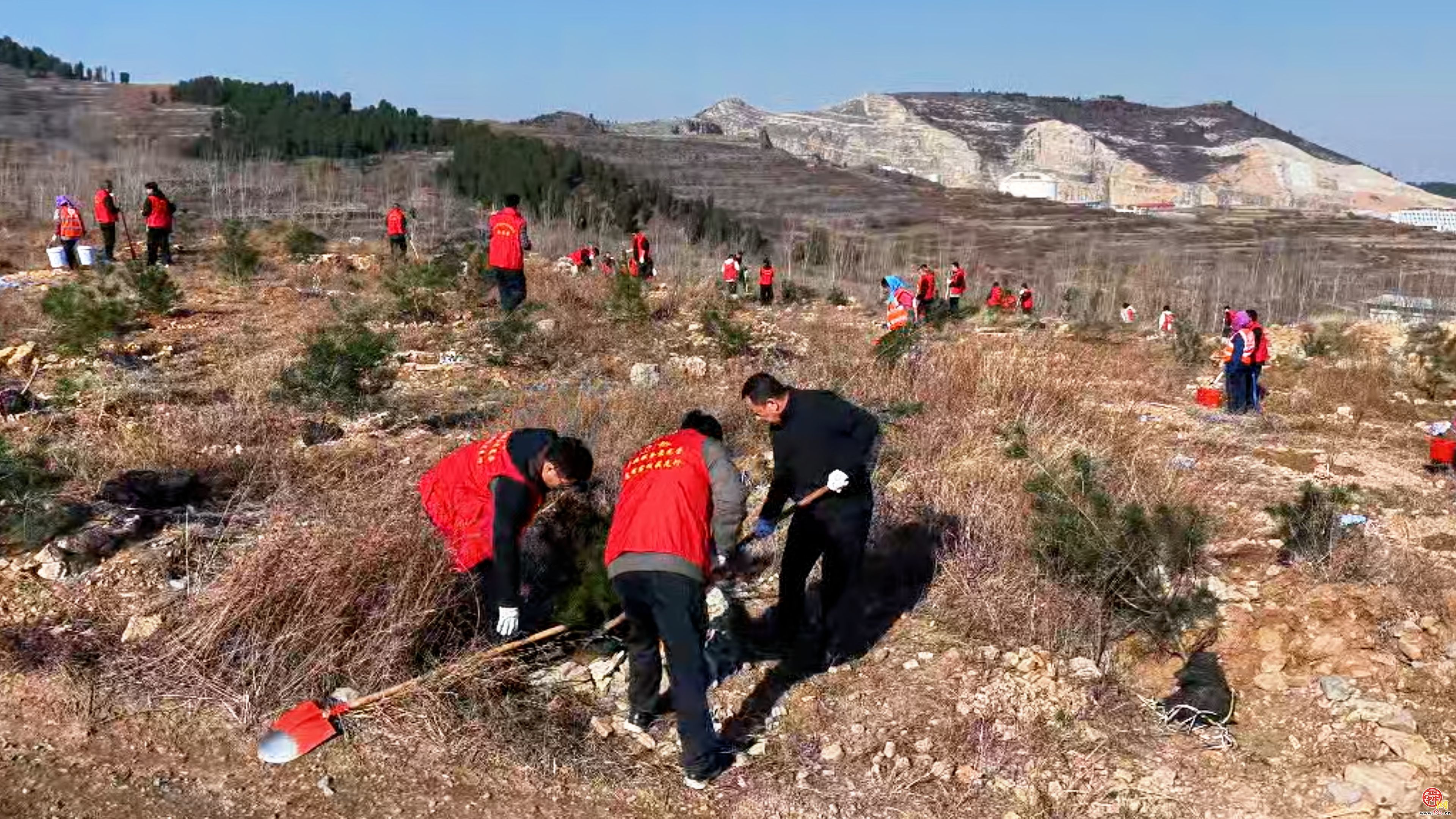 1280株新苗扎根济南黄河畔 国土绿化示范项目再添生态动能
