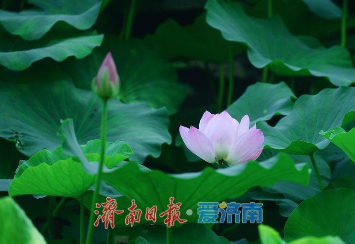 一年四季 泉在济南丨荷红叶绿满城香，大明湖首批荷花盛夏绽放