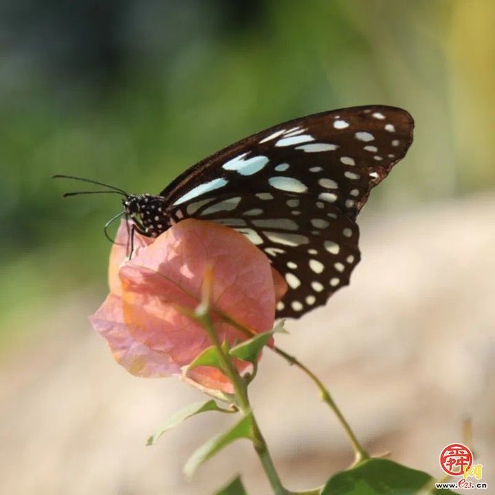 【网络中国节·春节】“泉”在济南过大年｜济南植物园活体蝴蝶展即将开启