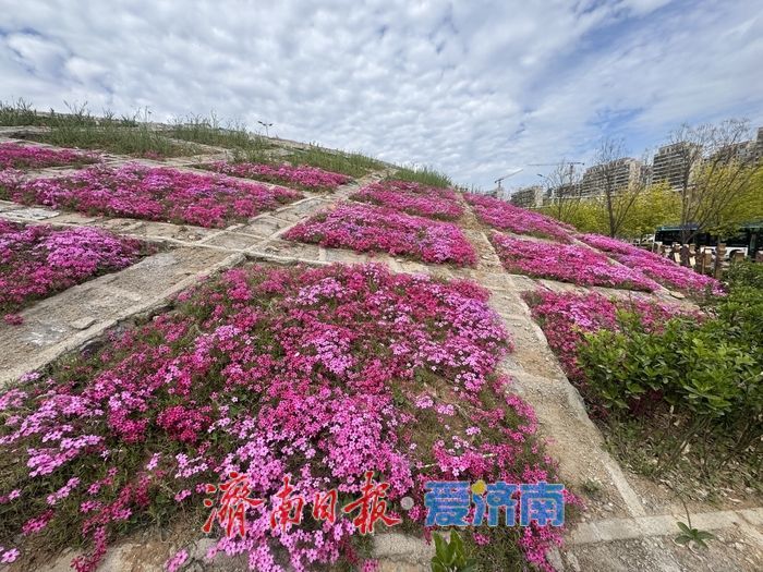 一年四季 泉在济南丨长岭山南路福禄考盛放 粉色花毯扮靓泉城街头