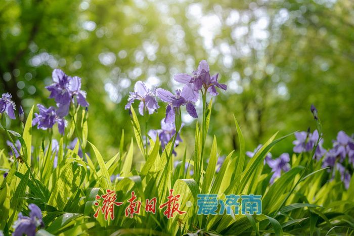 一年四季 泉在济南丨泉城春日 “调色盘” 上新！济南森林公园百花齐放，斑斓色彩扮靓天然氧吧