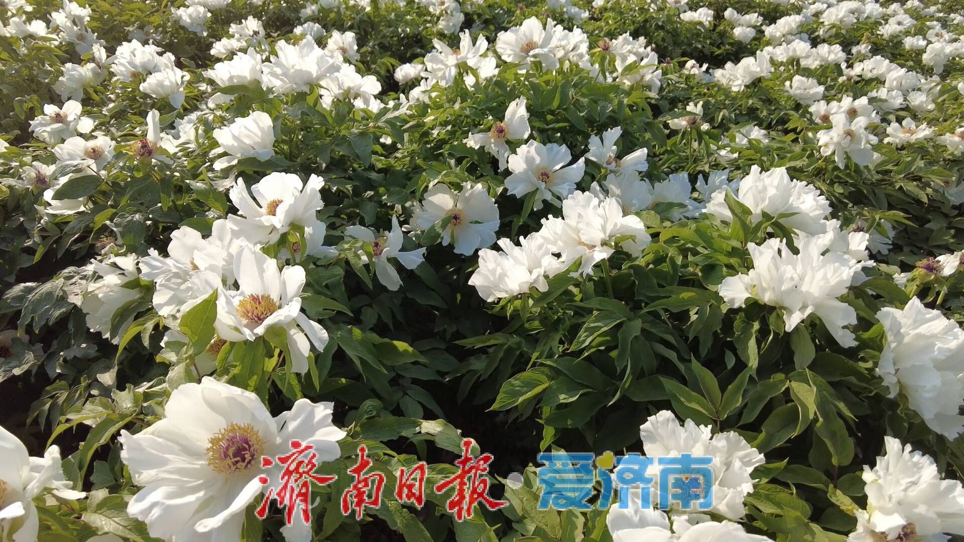 白韵缀神秀 丹花绽芳华 长清双泉镇神秀谷牡丹迎盛景