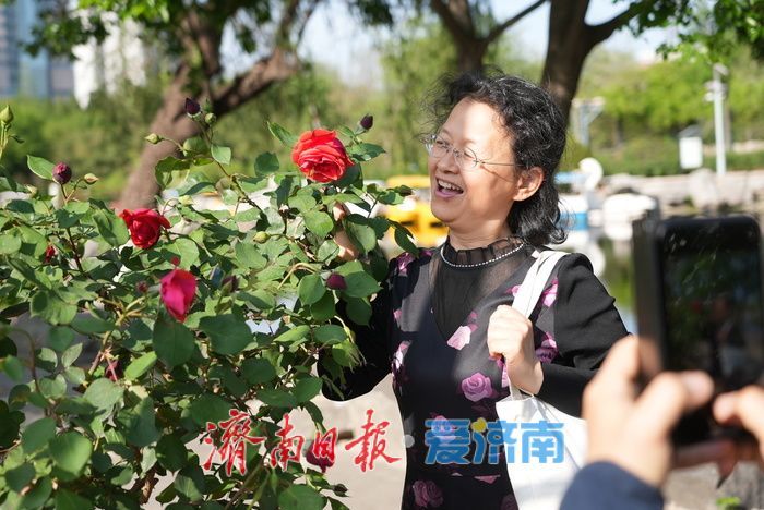 各色月季悄然绽放 勾勒春日缤纷画卷