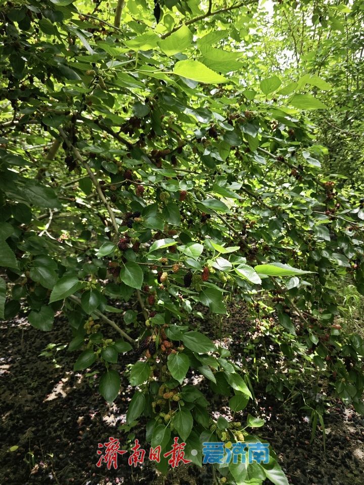 初夏桑葚甜 亲子采摘热 