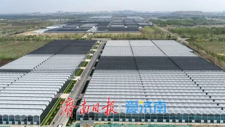 商河：一粒种子激活农业“芯”动能
