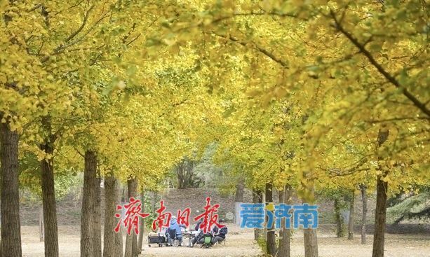 一年四季 泉在济南丨秋日顶流上线！一抹穿越亿年的秋色正扮靓泉城