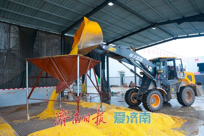 辐射7.5万亩，日烘1800吨：山东粮食烘干“旗舰”已就位，迎战阴雨天气