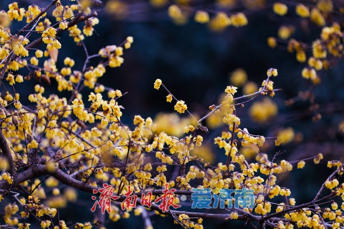 济南大明湖景区腊梅迎来盛花期，冬日亭廊添诗意