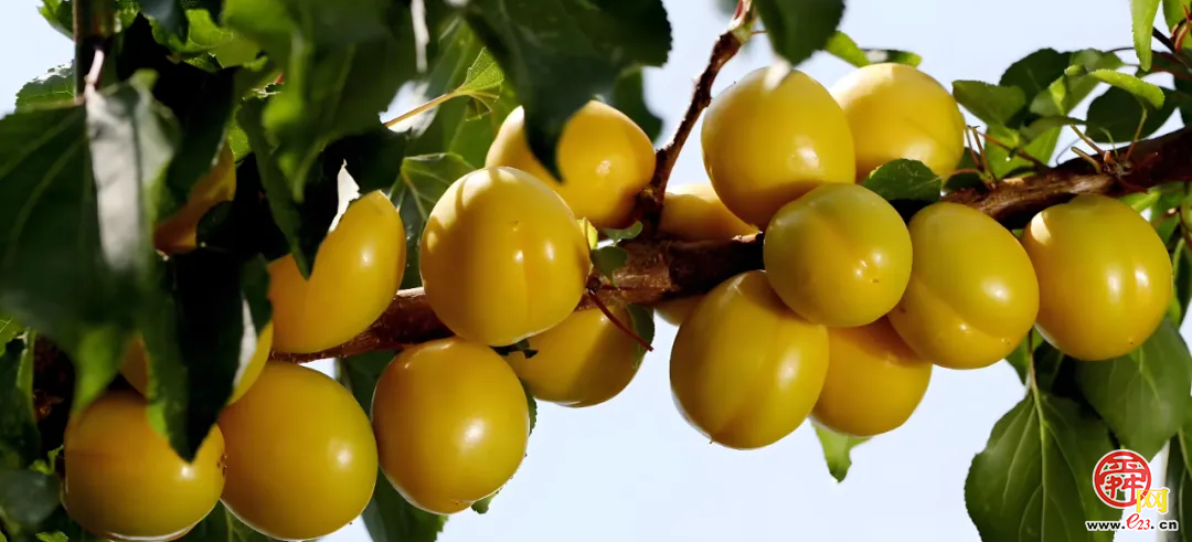 来尝鲜！泉水人家&南山甜杏本周甜蜜来袭~
