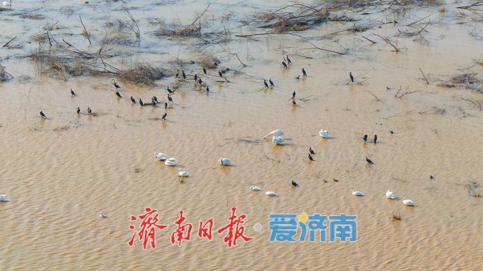 济南黄河北现“水上观鸟路” 百只天鹅伴游成冬日奇景