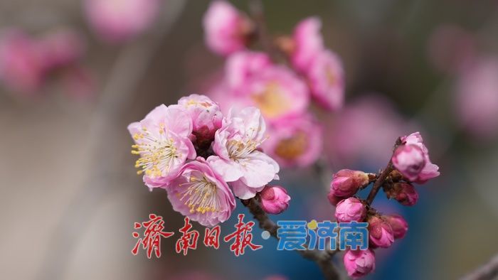 济南泉城公园“梅杏争春”醉游人