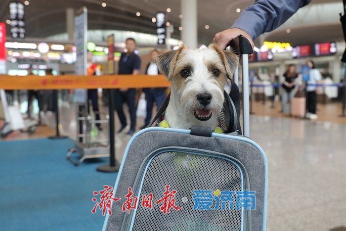 带着毛孩子去旅行！东航“宠物进客舱”服务在济南正式上线