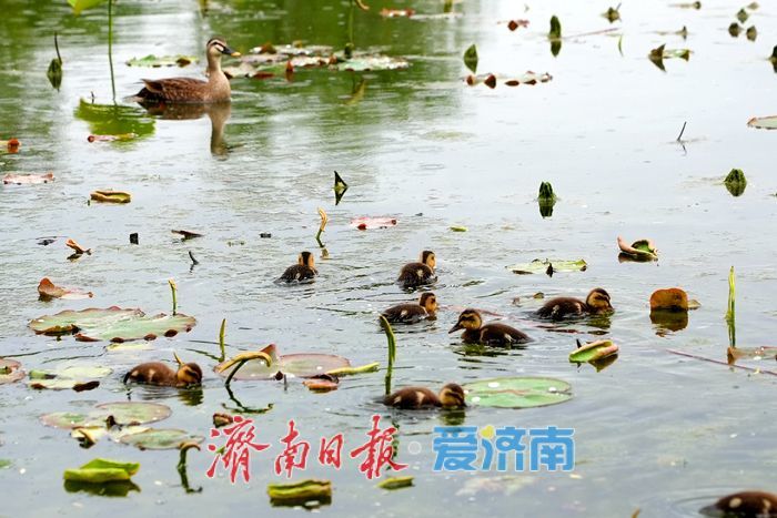 大明湖新生斑嘴鸭宝宝憨态可掬引围观