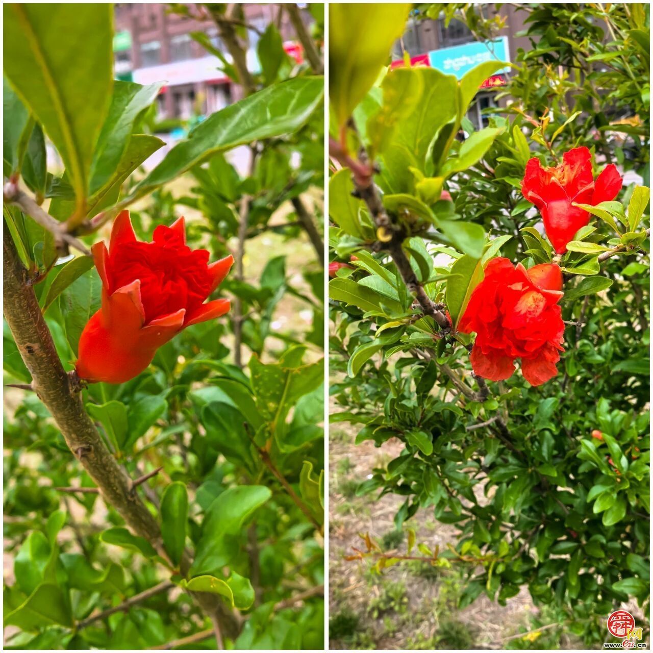 一起来槐荫看石榴花开啦