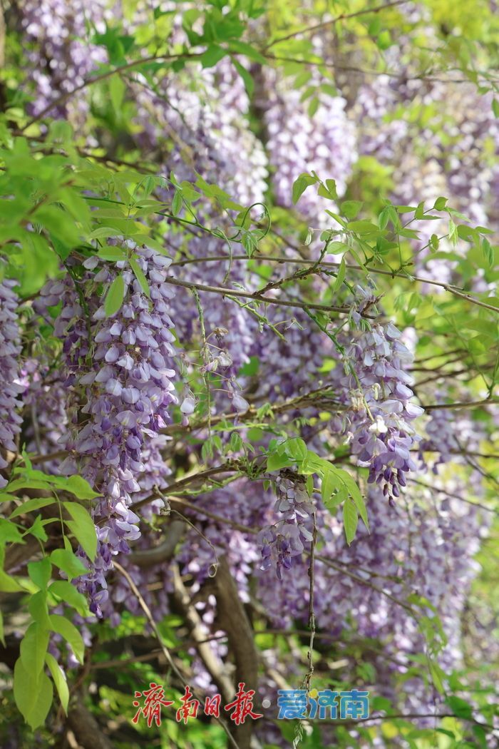 泉城公园“紫藤瀑布”成为新晋打卡点