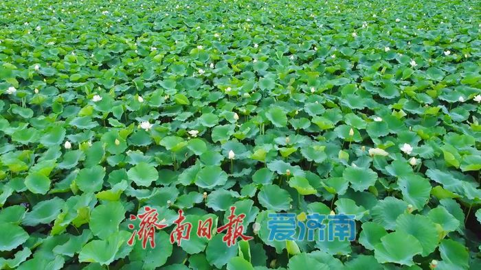 夏雨润荷 美里湖现诗意画卷