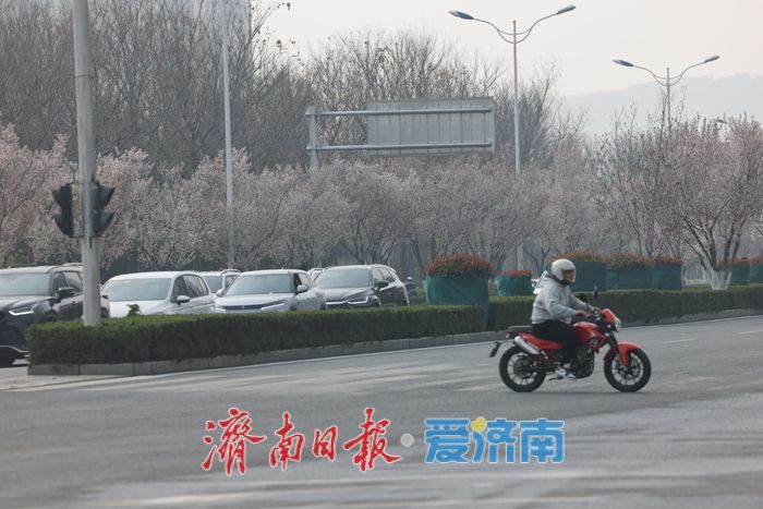 紫叶李盛放绘春景 腊山河西路添浪漫