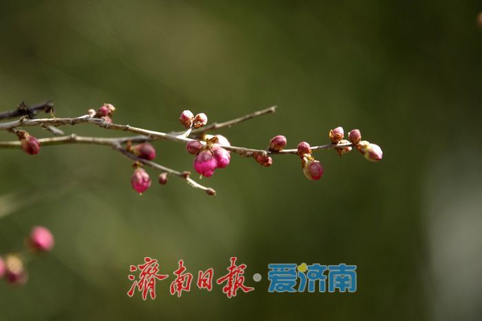 一年四季 泉在济南丨梅开枝头春意闹 暗香浮动醉春光
