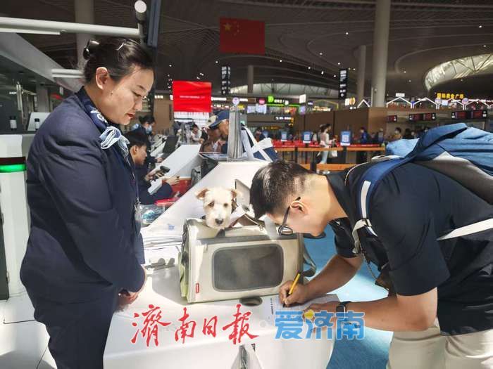 带着毛孩子去旅行！东航“宠物进客舱”服务在济南正式上线